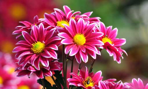 مقياس الأخوة وشرائطها